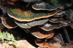 Rigidoporus microporus