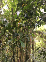 Hedycarya arborea