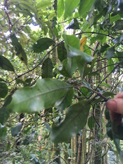 Hedycarya arborea