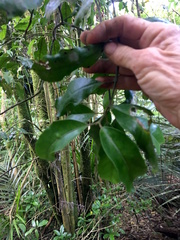 Hedycarya arborea