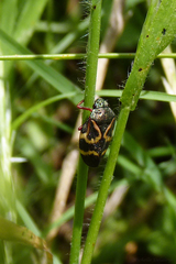 Deois flexuosa