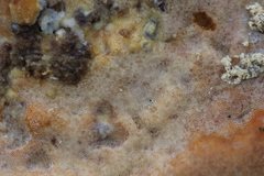 Rigidoporus microporus