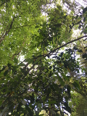 Hedycarya arborea