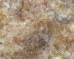 Rigidoporus microporus