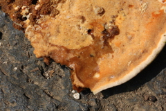 Rigidoporus microporus