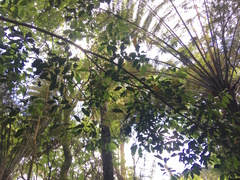 Hedycarya arborea