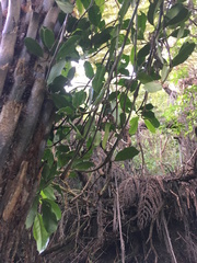 Hedycarya arborea