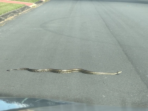 Coastal Carpet Python sighting