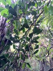 Hedycarya arborea