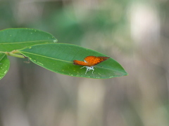 Parvospila lucianus