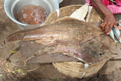 Smoothback Guitarfish photo 2