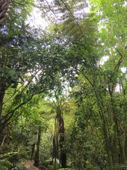 Hedycarya arborea