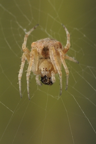 Common Hairy Field Spider