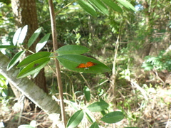 Parvospila lucianus