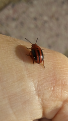 Entomoscelis rumicis