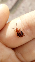 Entomoscelis rumicis