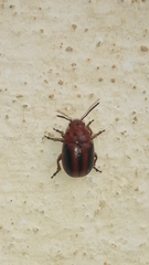 Entomoscelis rumicis