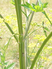 Pastinaca