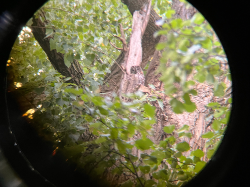 View observation of {o.common_name} on iNaturalist