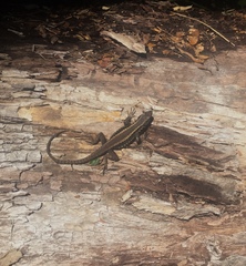 Liolaemus septentrionalis