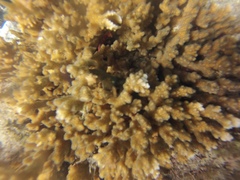 Petrolisthes marginatus