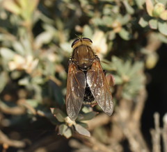 Tabanomorpha