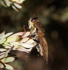 Tabanomorpha