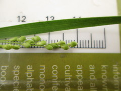Dichanthelium perlongum