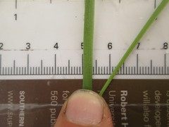 Dichanthelium perlongum