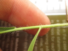 Dichanthelium perlongum