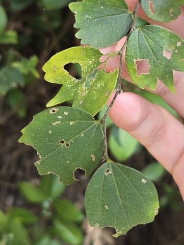 Celtis biondii iNat (3)