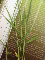 Dichanthelium perlongum