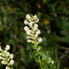 Stackhousia spathulata