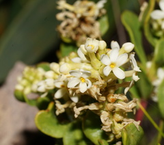 Stackhousia spathulata