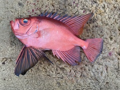 Longfinned Bullseye photo 3