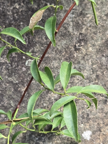 Celastrus hindsii (Celastrus hindsii)