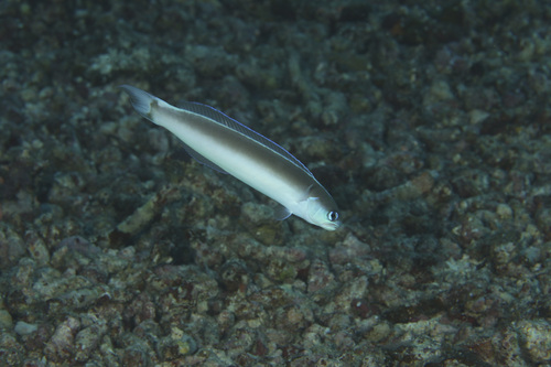 Green tilefish (Hoplolatilus cuniculus) — Malacanthidae