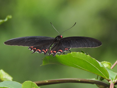 Parides montezuma