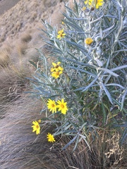 Senecio mairetianus