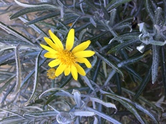 Senecio mairetianus