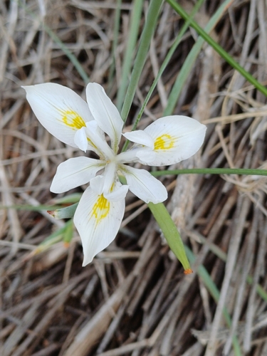 Bigseed Tulp (Moraea macrocarpa)