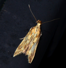 Metzneria lappella