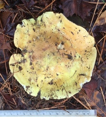 Tricholoma intermedium