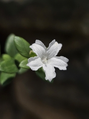 Arbre Aux Mille Étoiles (Serissa japonica)