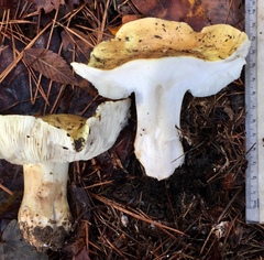 Tricholoma intermedium