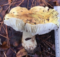 Tricholoma intermedium