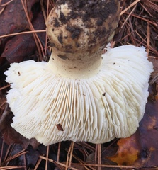 Tricholoma intermedium