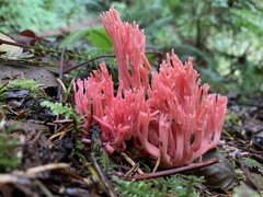 Ramaria araiospora