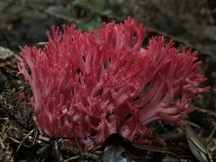 Ramaria araiospora
