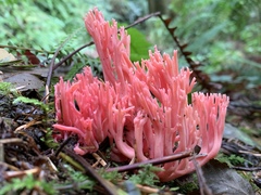 Ramaria araiospora